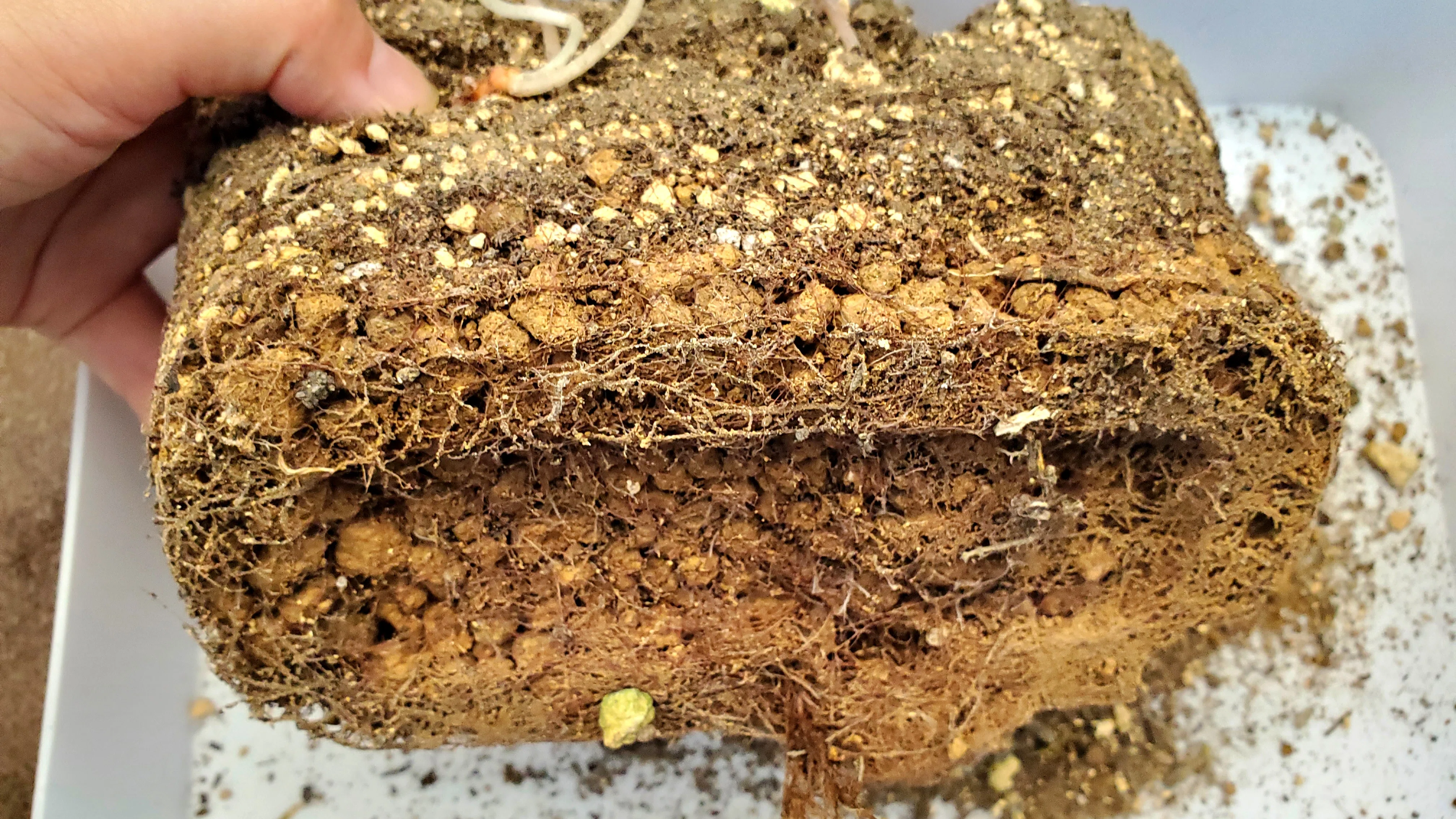 [Oxalis] Repotting Triangularis - Bulbs that have multiplied like crazy ...