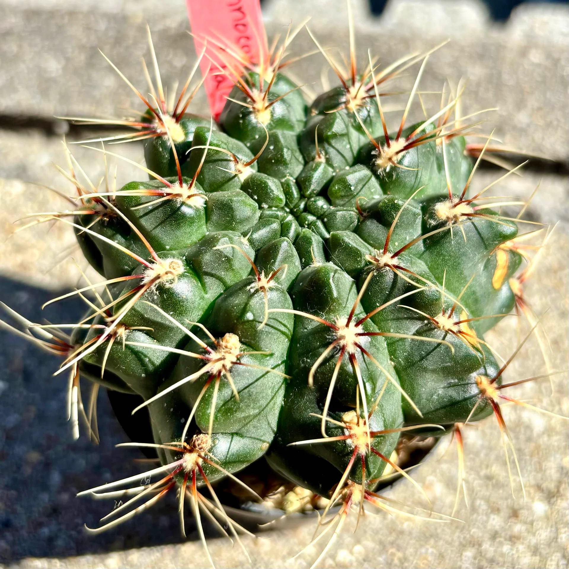 ギムノカリキウム|バルディアナム|ゴツカワサボテン｜cova 塊根植物に