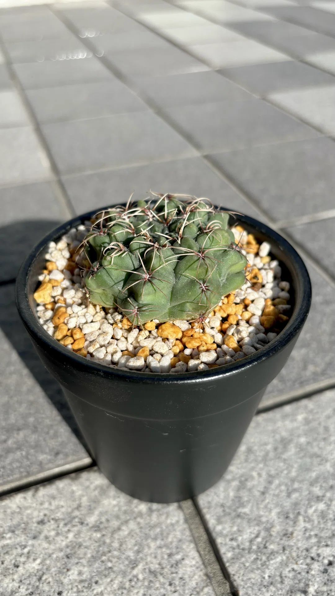 ギムノカリキウム|バルディアナム|ゴツカワサボテン｜cova 塊根植物に