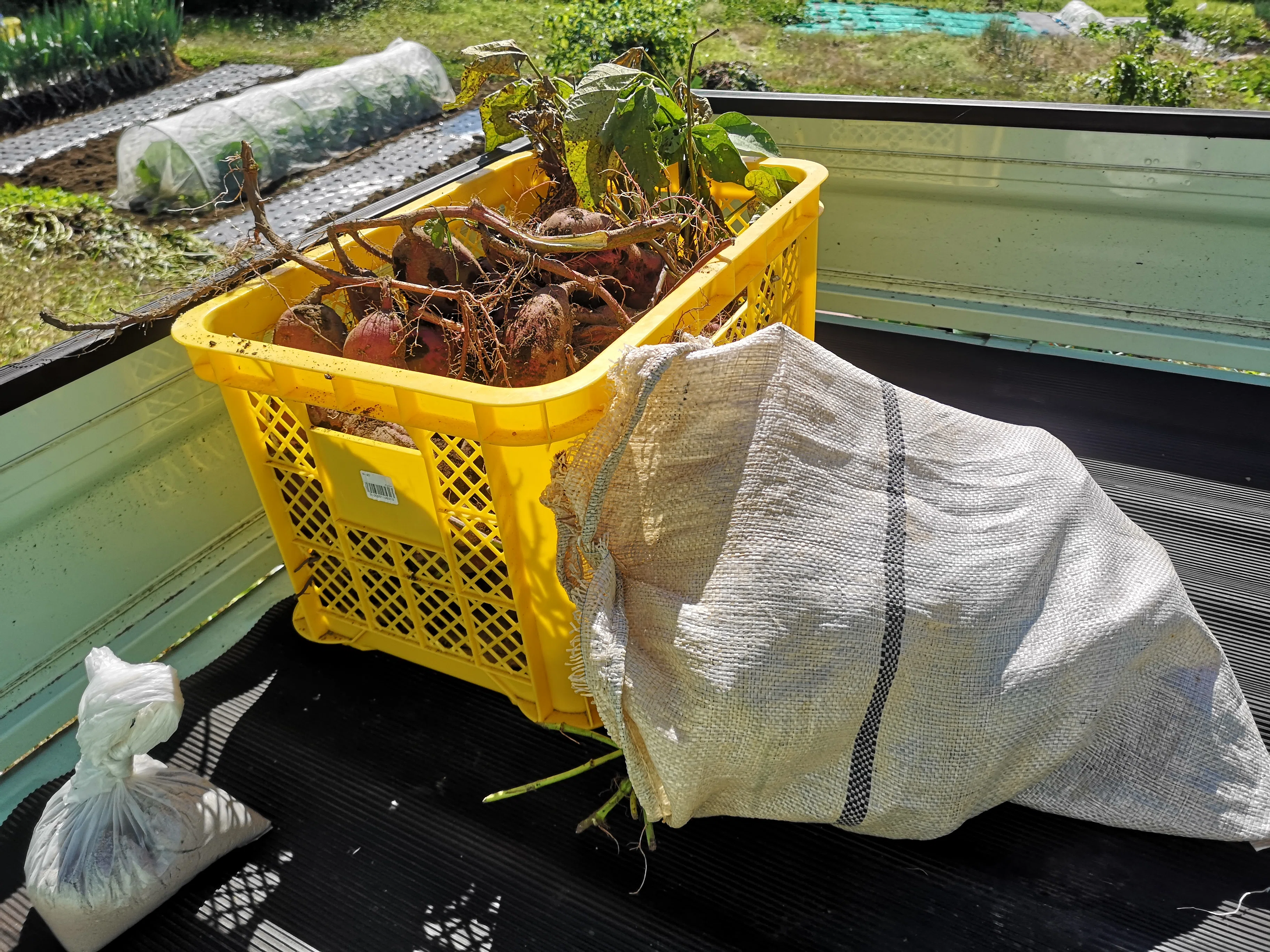 The Mystery of Sweet Potato Enlargement Conditions｜山小屋サン