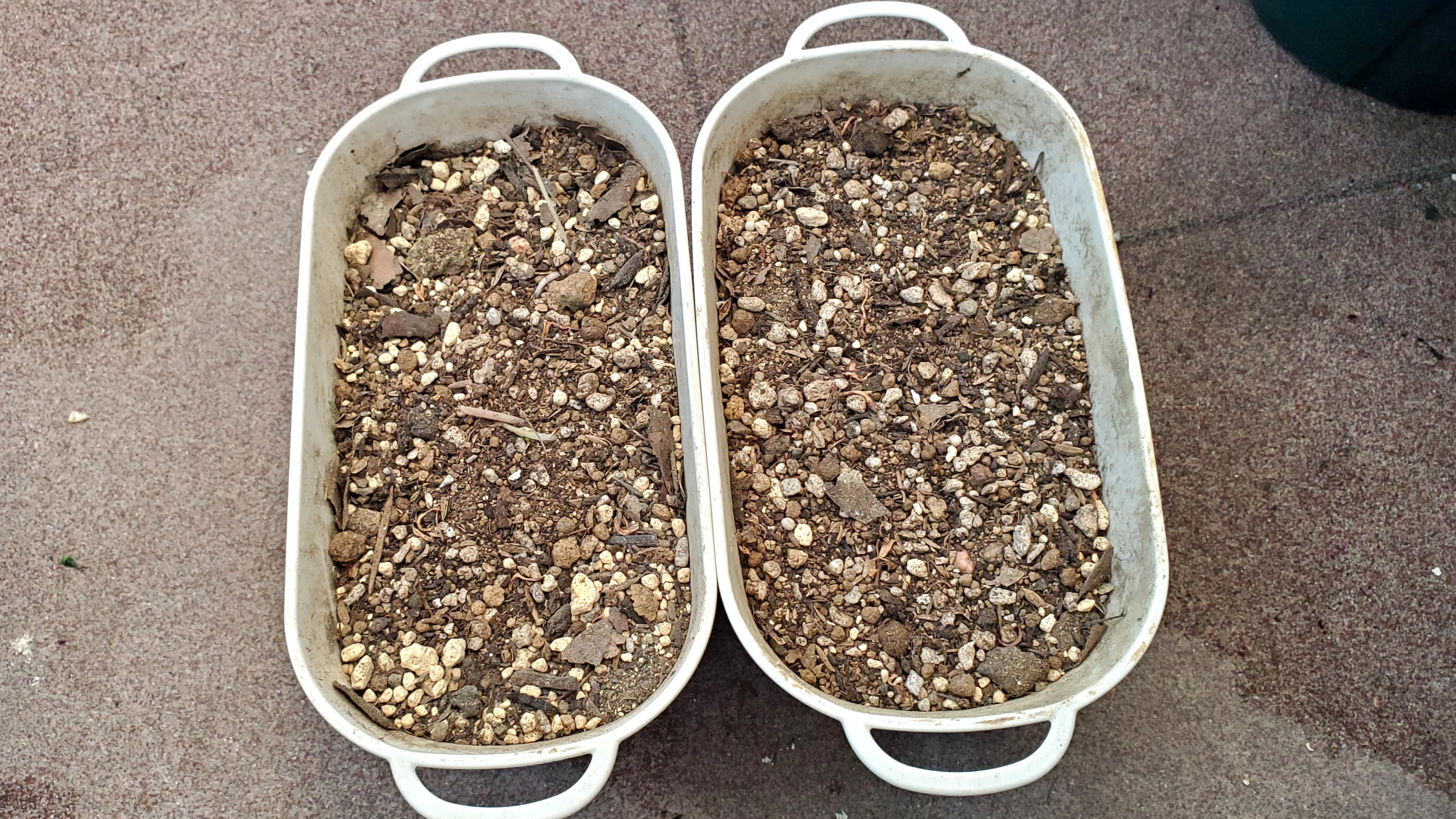 [Oxalis] Repotting Triangularis - Bulbs that have multiplied like crazy ...