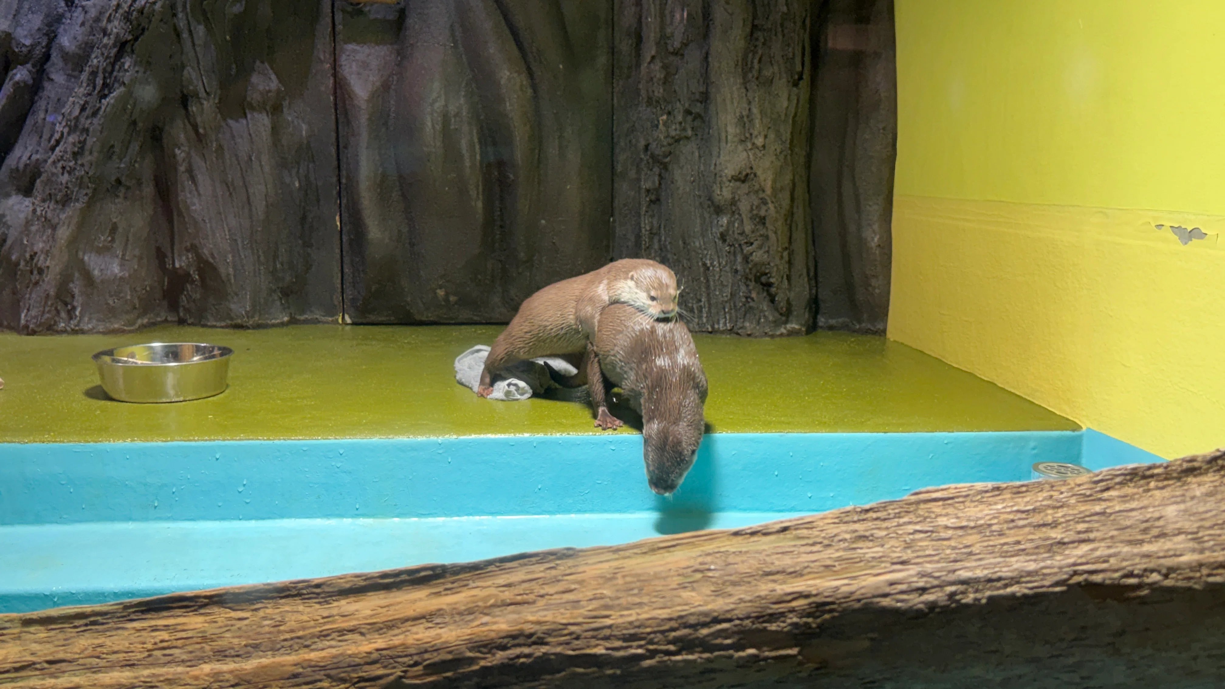 What kind of name is Short-tail Nurse Shark? I decided to get an annual ...