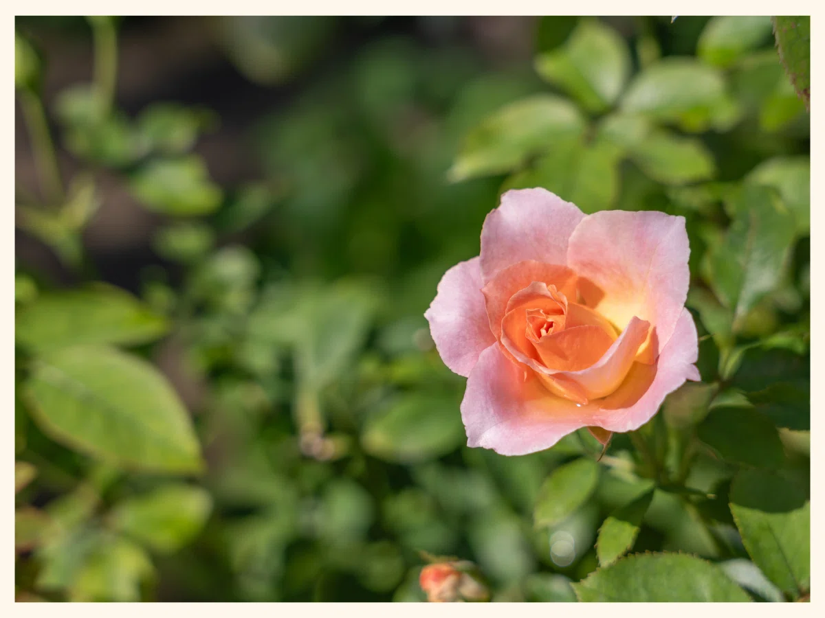 Flower Calendar | A Single Rose in Autumn｜Ricco🍀