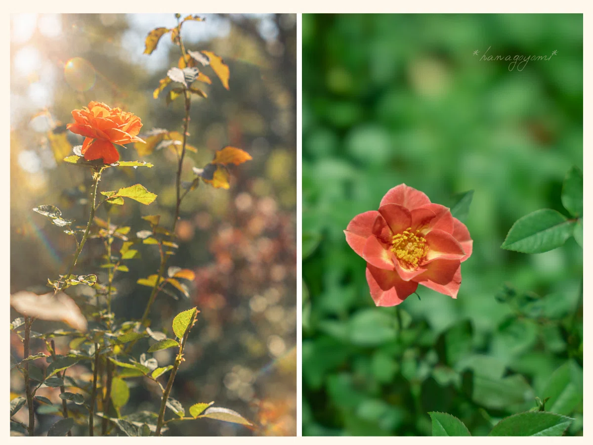Flower Calendar | A Single Rose in Autumn｜Ricco🍀