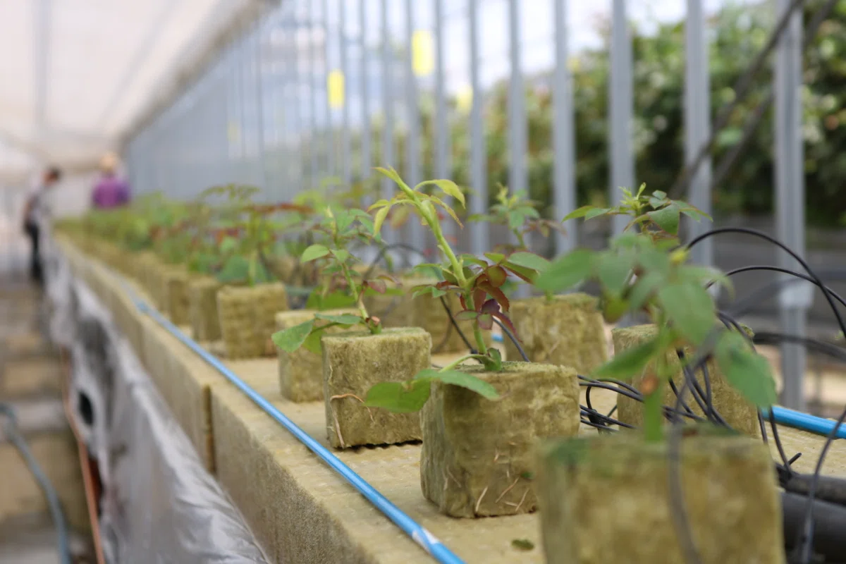 This is how we grow edible roses.｜ROSE LABO（ローズラボ）【公式】