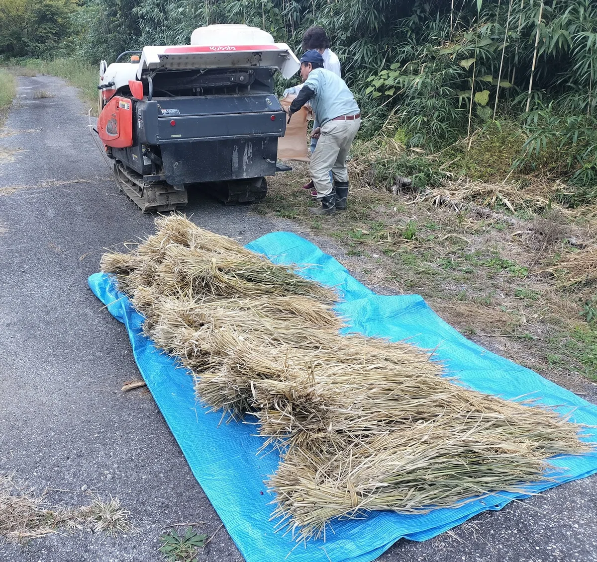 [Upland Rice Farming in Noto #22] Threshing Norin No. 24 (2) Threshing ...