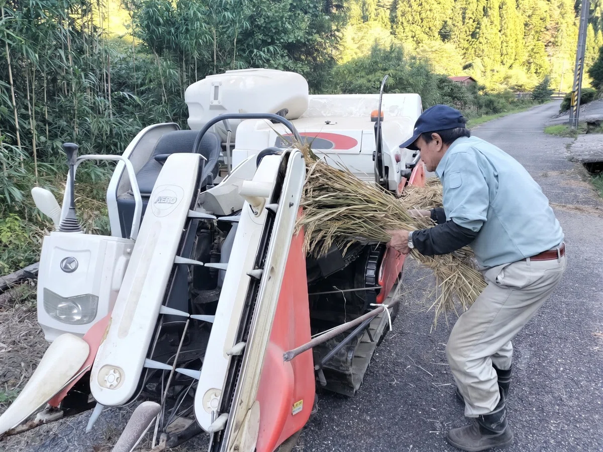 [Upland Rice Farming in Noto #22] Threshing Norin No. 24 (2) Threshing ...