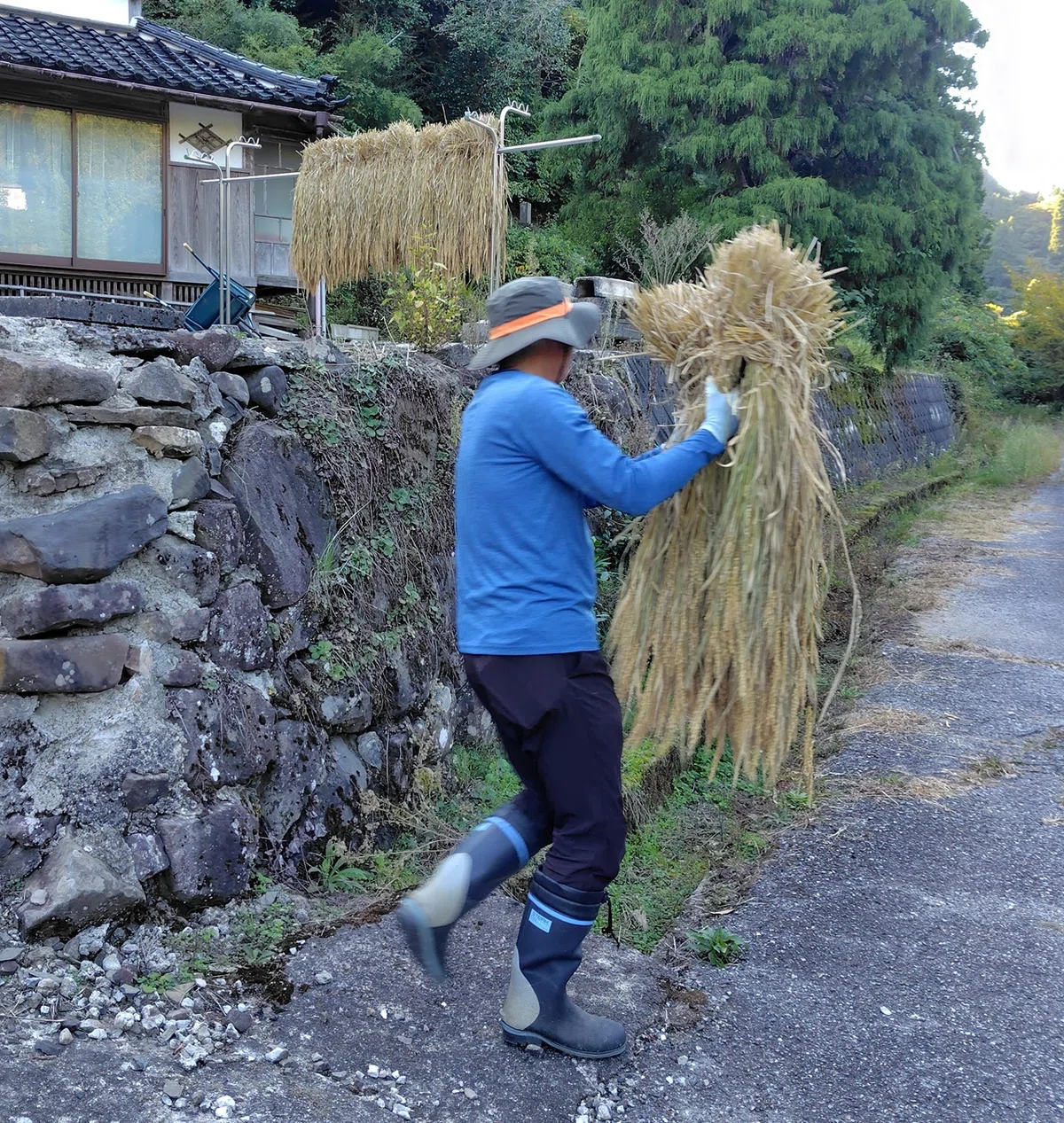 [Upland Rice Farming in Noto #22] Threshing Norin No. 24 (2) Threshing ...