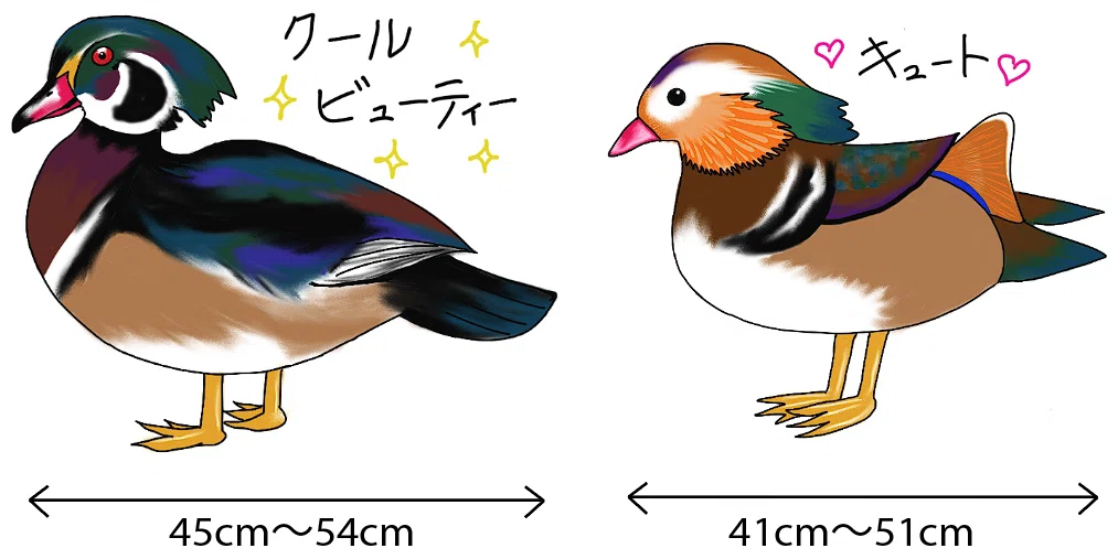 オシドリのせいで、今まで興味がなかったカモの扉が開いてしまった