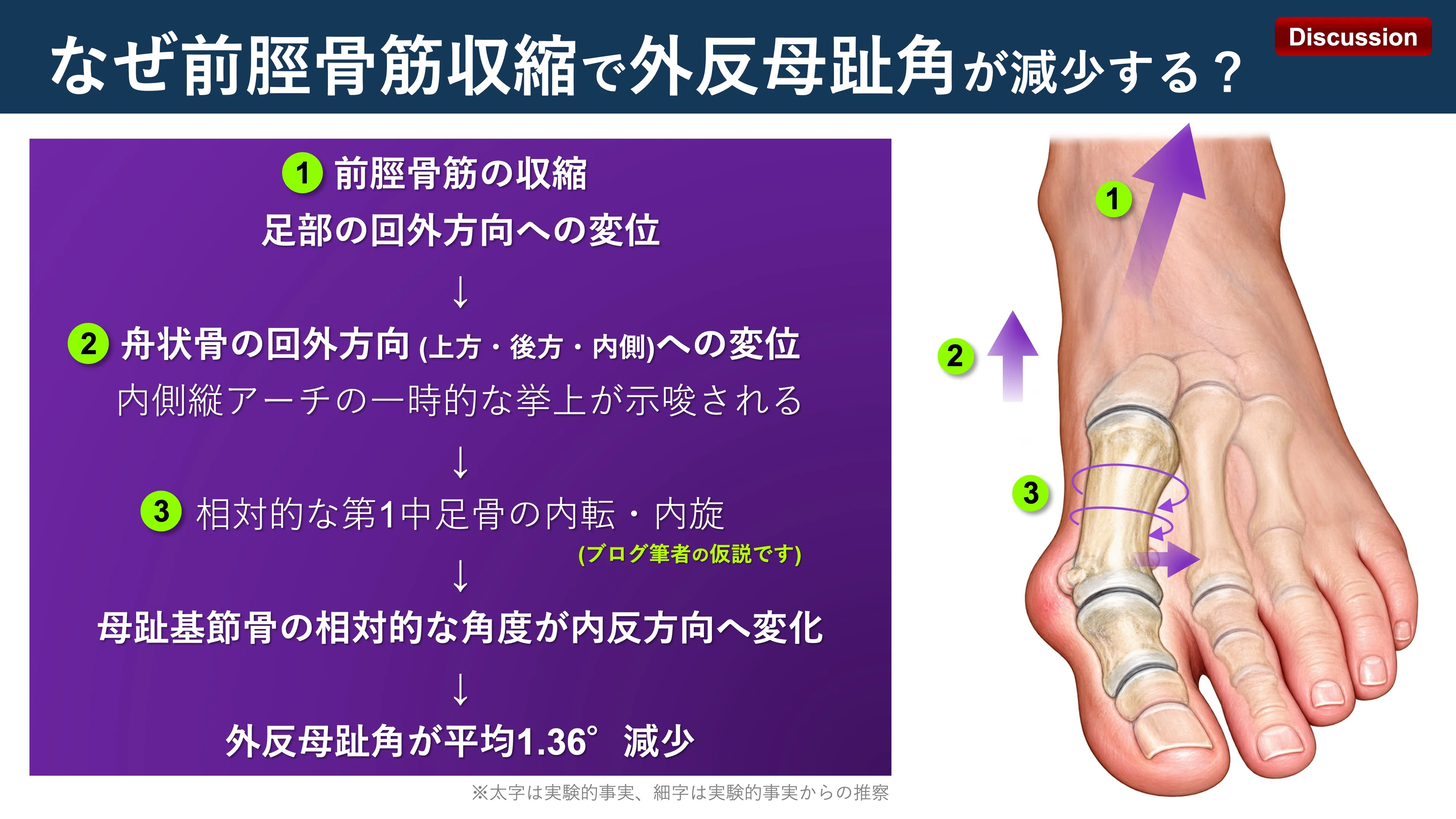 Contraction of the tibialis anterior elevates the medial longitudinal ...