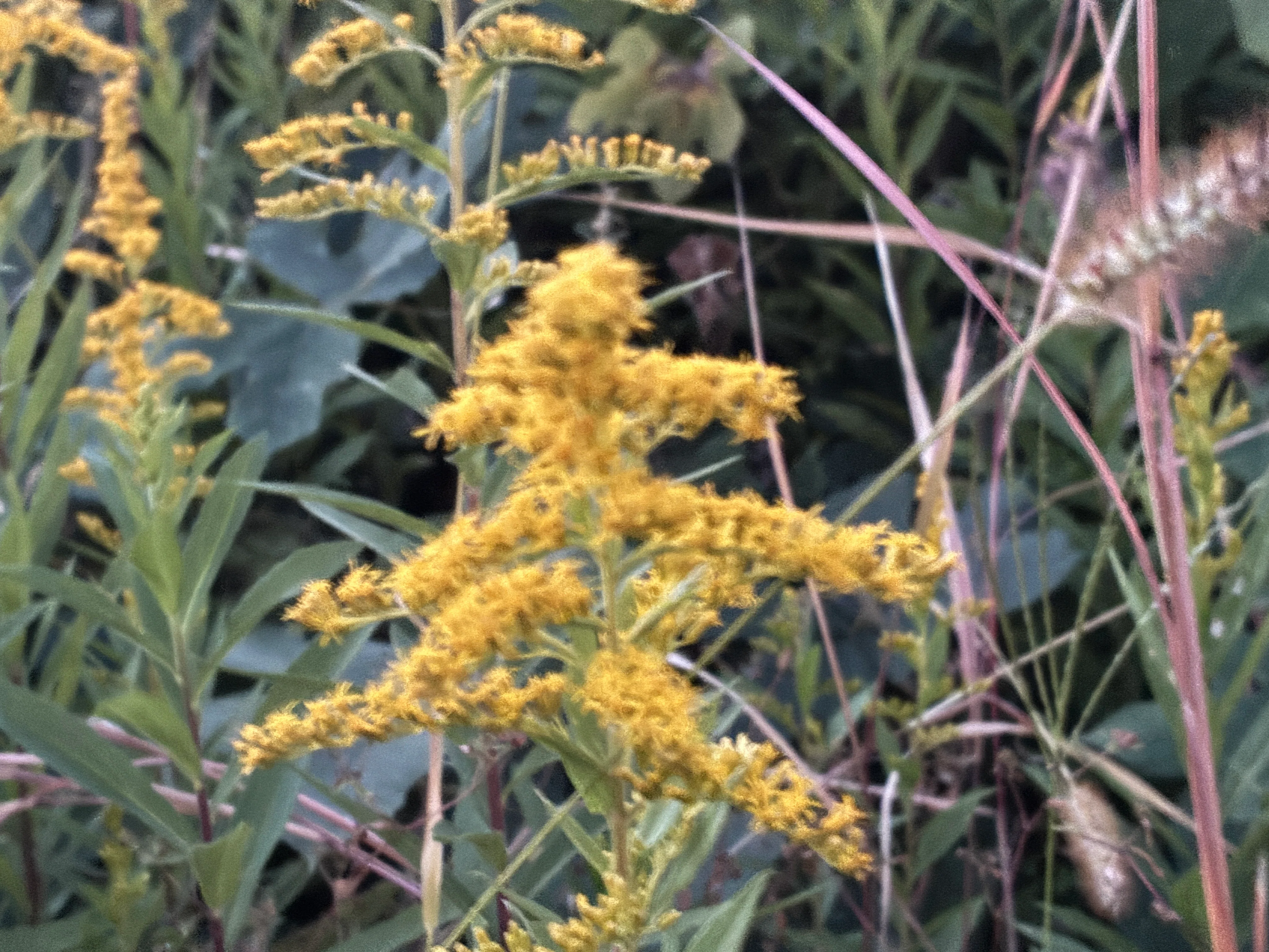 That 'yellow flower' in autumn is actually not ragweed and doesn't ...