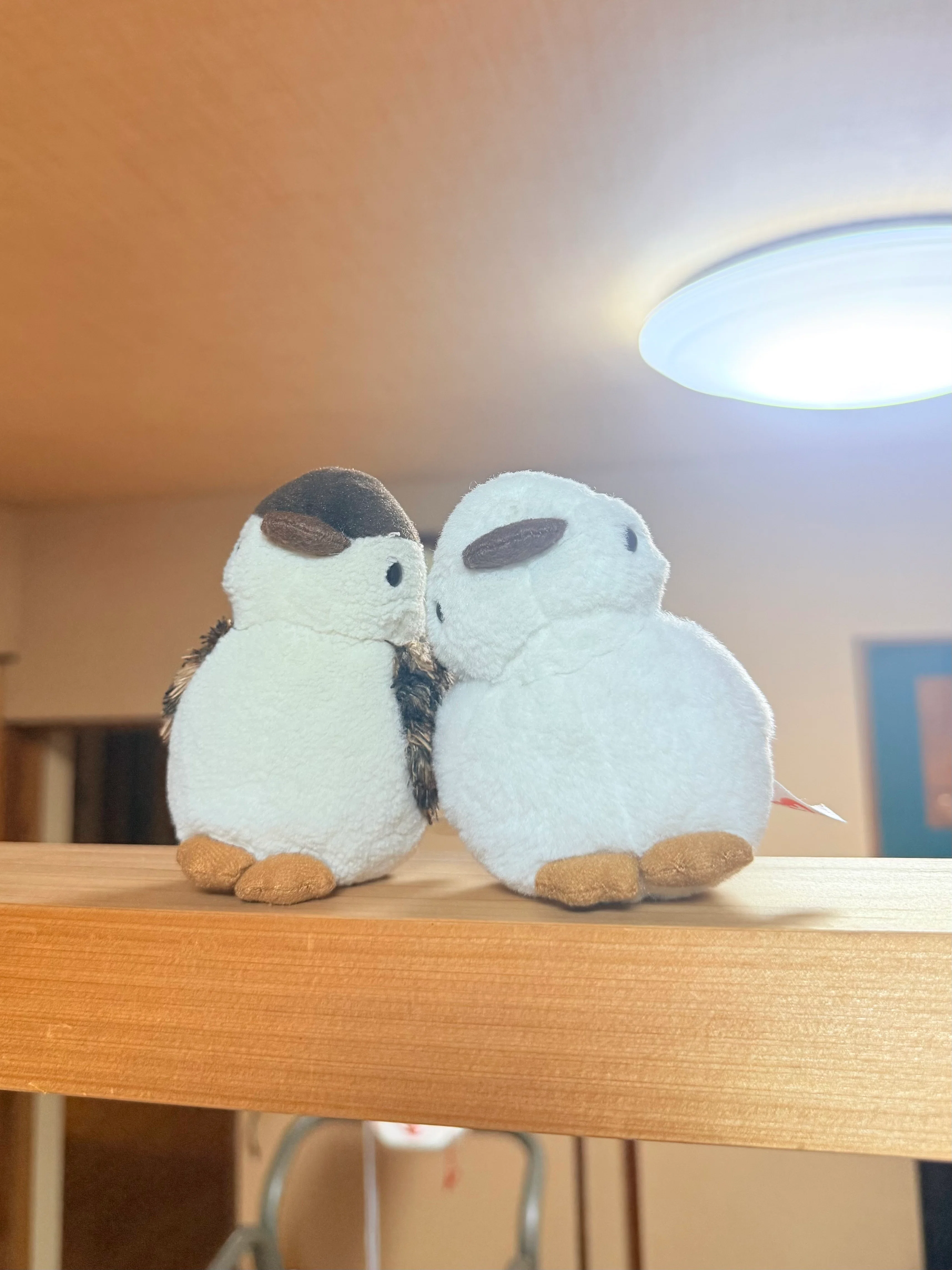 ぬい撮り】新たな旅立ち 〜雷鳥ラックの冒険｜Yukihiro🧸