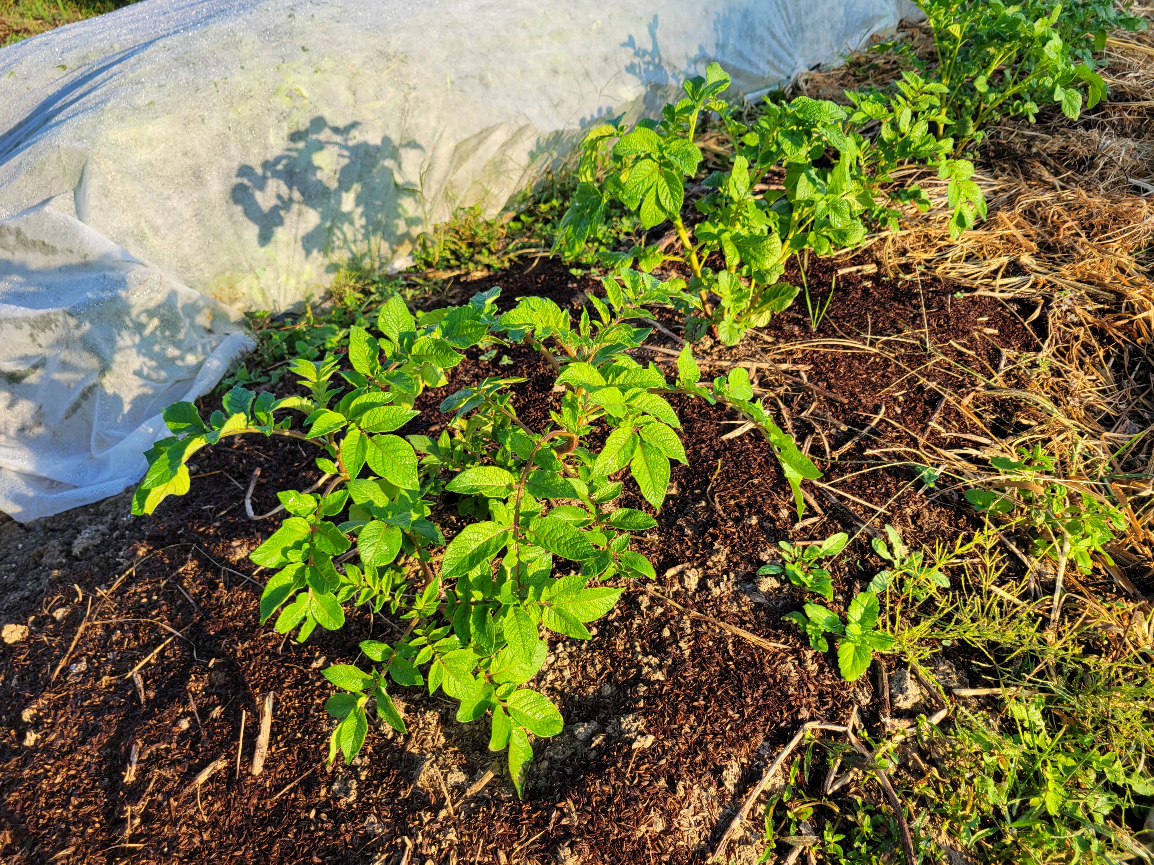4 Management Tasks for Autumn Potatoes in October｜ふかや村