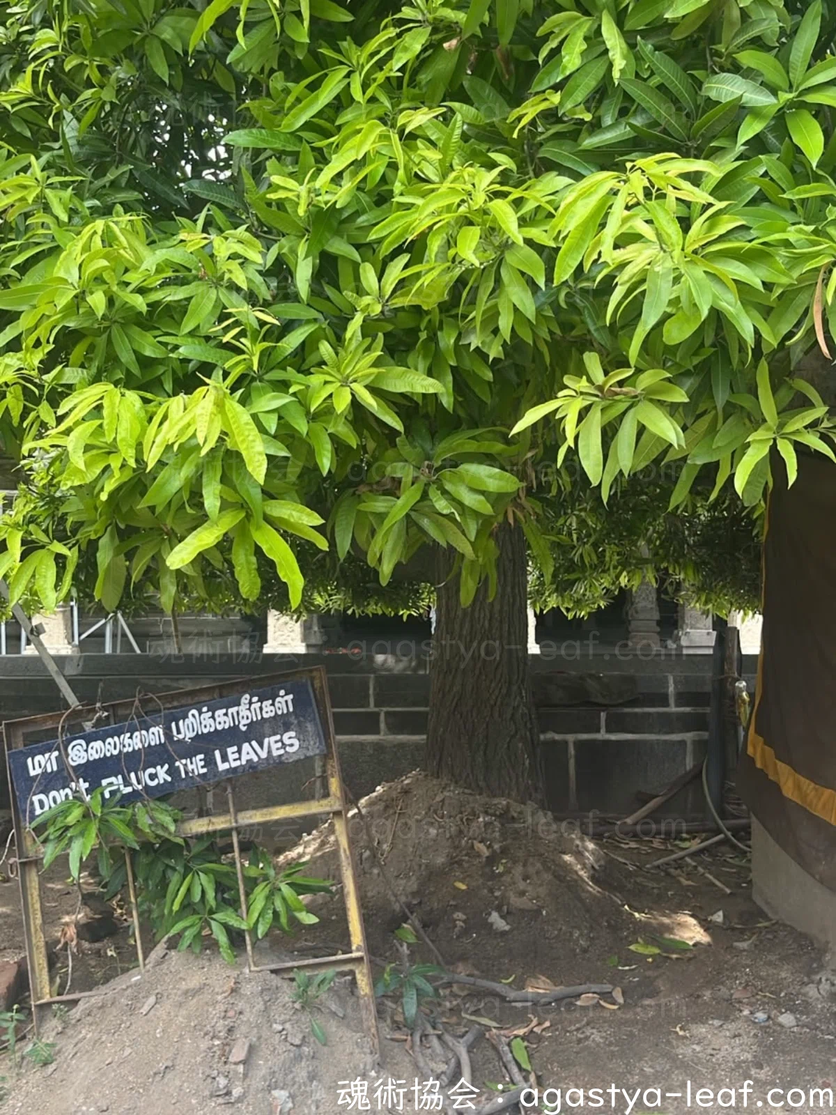 The Sacred Mango Tree of Kanchipuram: The Story of Lord Shiva and ...