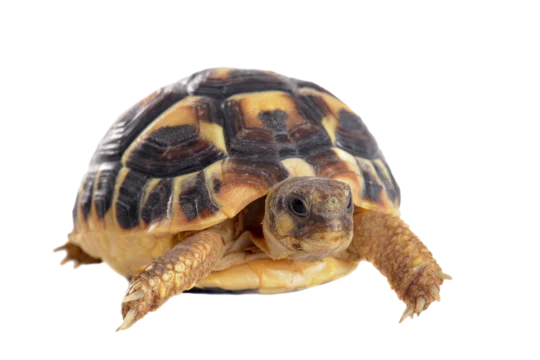 [Introduction & Welcome] To you who are about to keep a tortoise. The ...