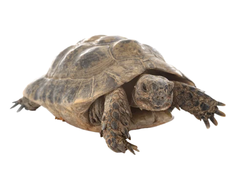 [Introduction & Welcome] To you who are about to keep a tortoise. The ...