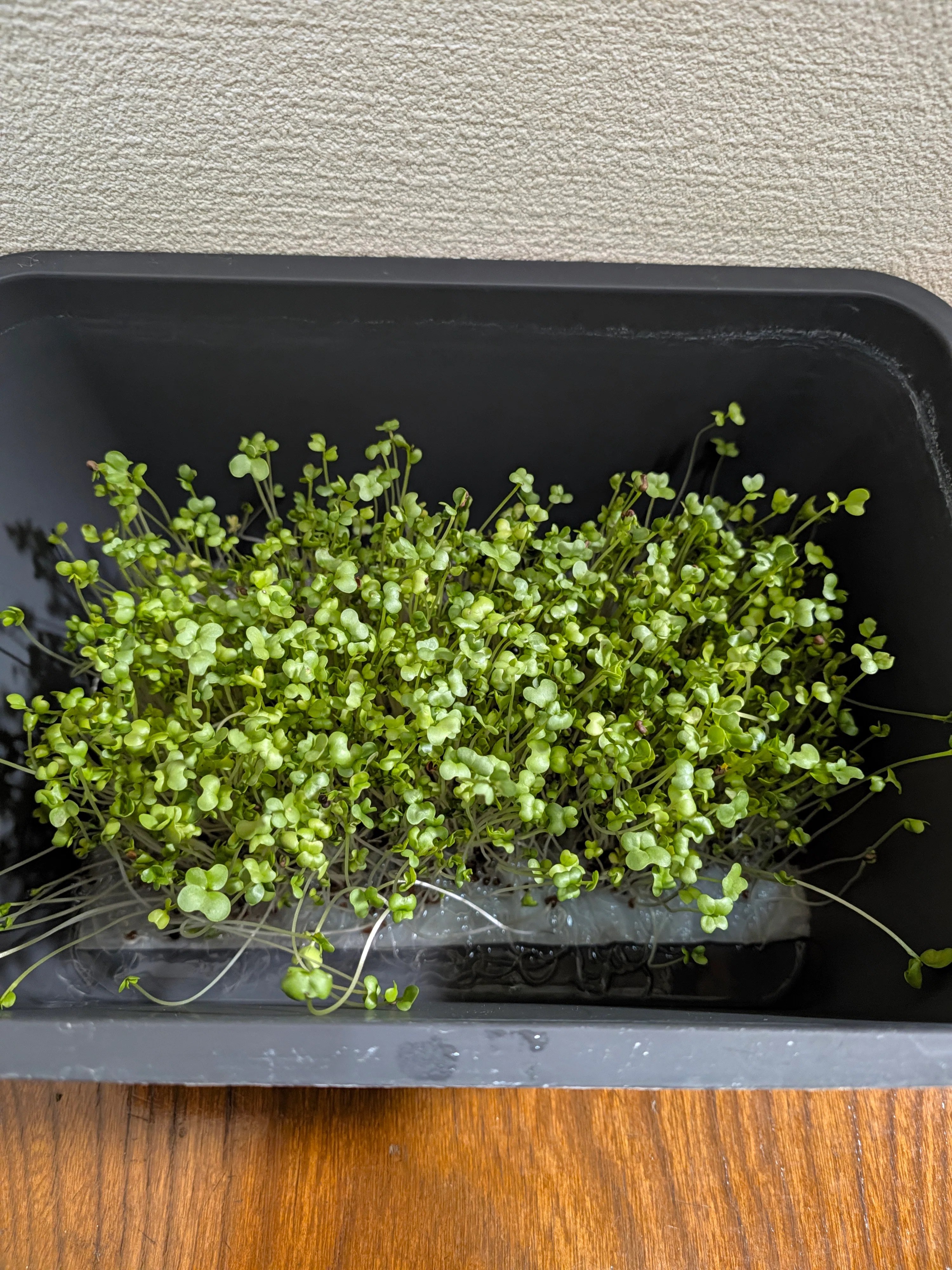 [Hydroponics Log] 3 (Frieren-style) No water changes and no mold!? Why ...