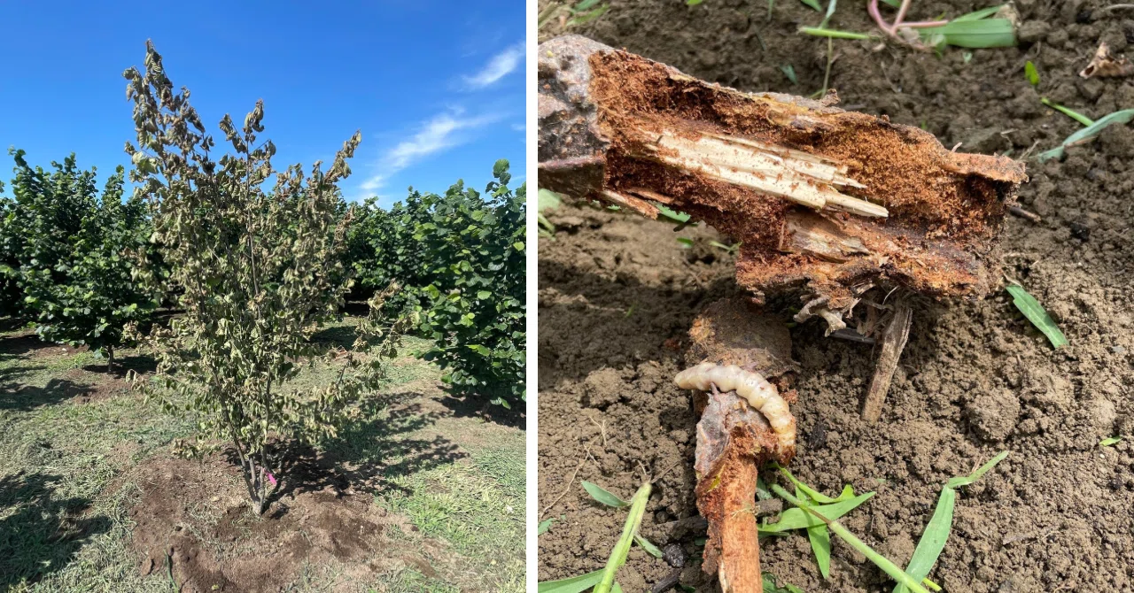 Half of Hazelnut Cultivation is Pest Control｜ヘーゼルナッツ 風と土