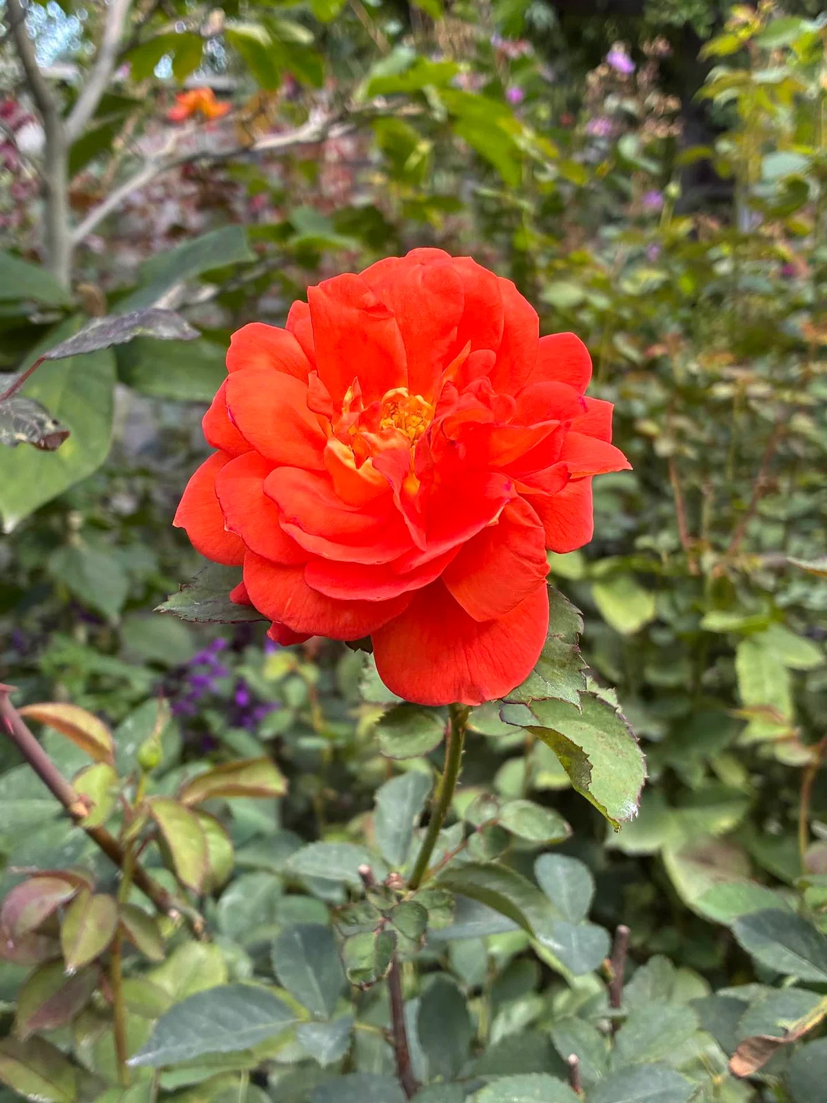 [Halloween🎃] I went to the Yokohama English Garden🌹｜凪月 桐（なづき きり）