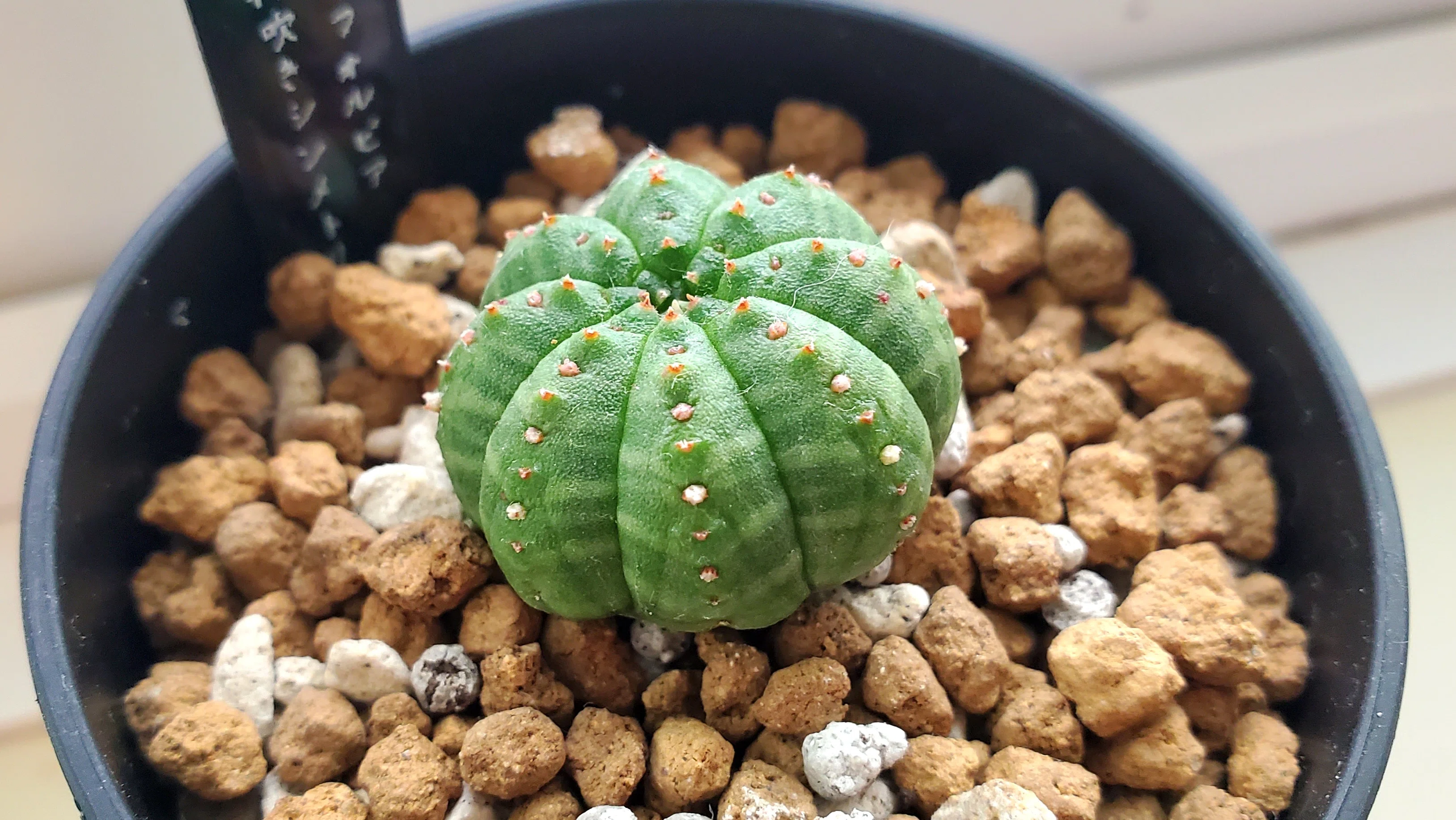 仔吹きシンメトリカ】1年間見た目が変わらなかった多肉植物｜megumu_taniku