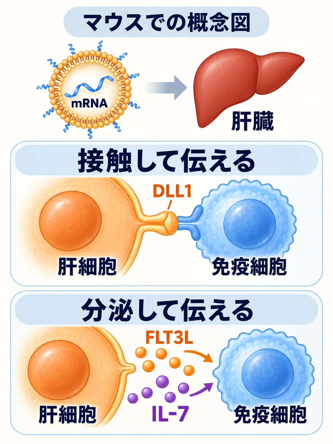 Can we support declining immunity from the liver? A mouse study using ...