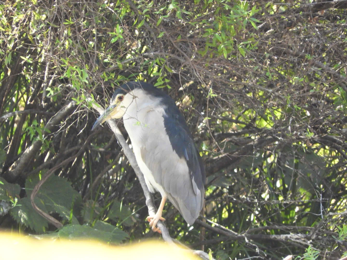 7th Rengejiike Park Birdwatching Meeting - October｜かえで
