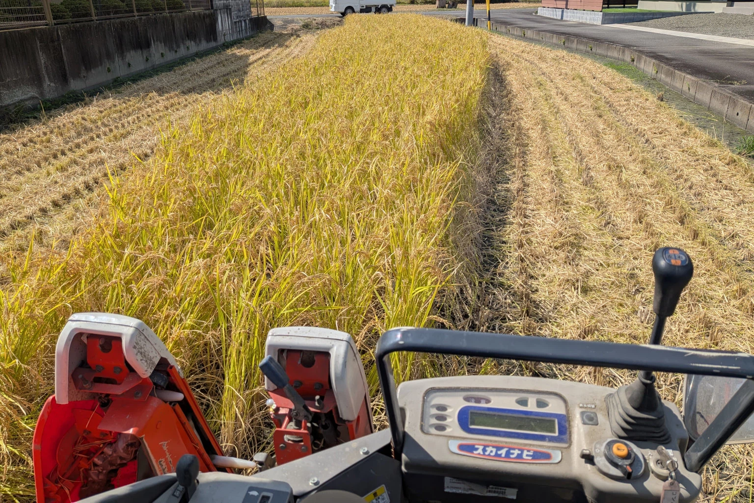 Hand Weeding Rice Natural Rice Cultivation Experience Log 7: 'Harvesting Under the Autumn ...