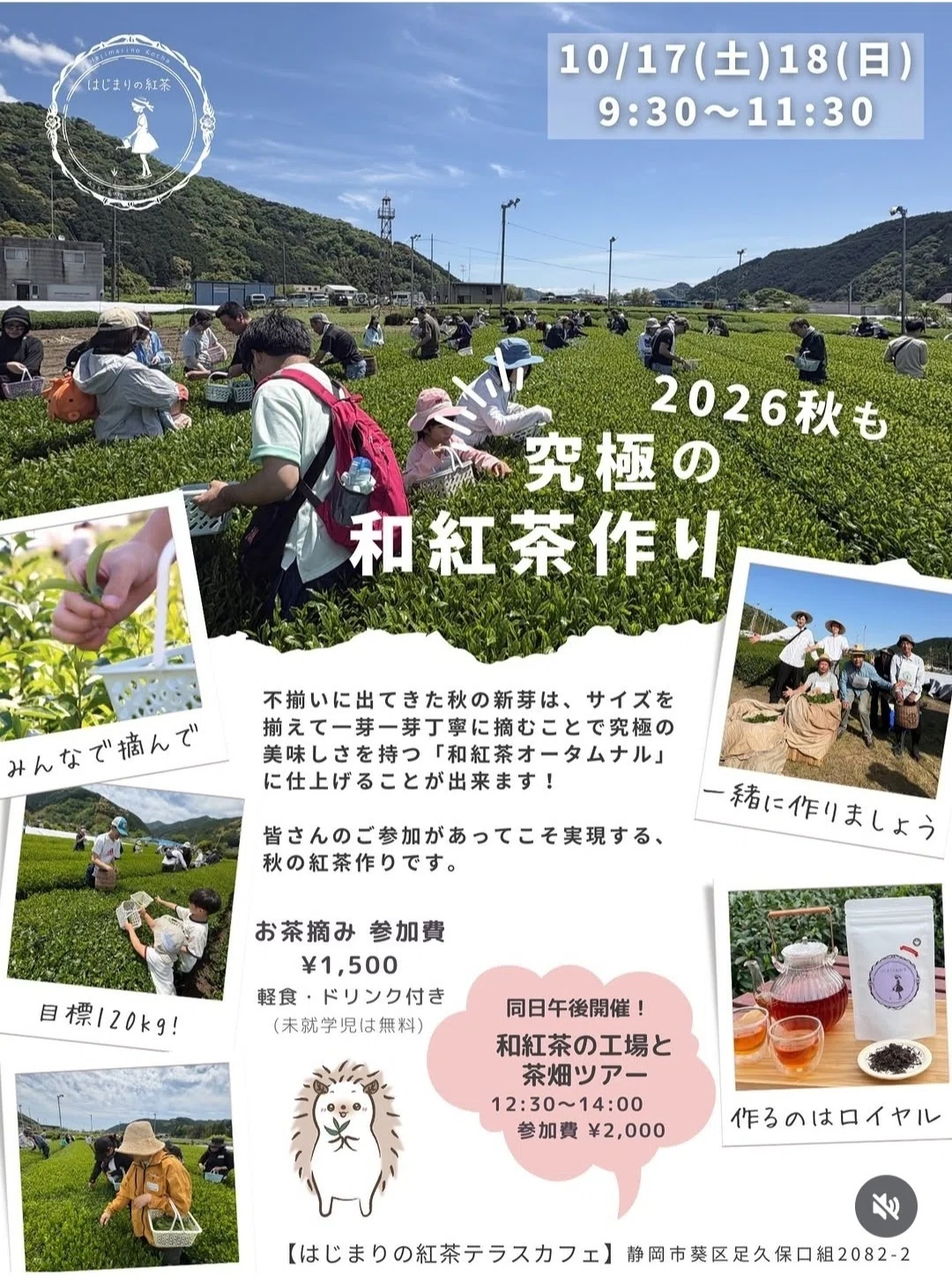 My First Tea Picking Experience: The Frustration of 89.5g and a Moment ...
