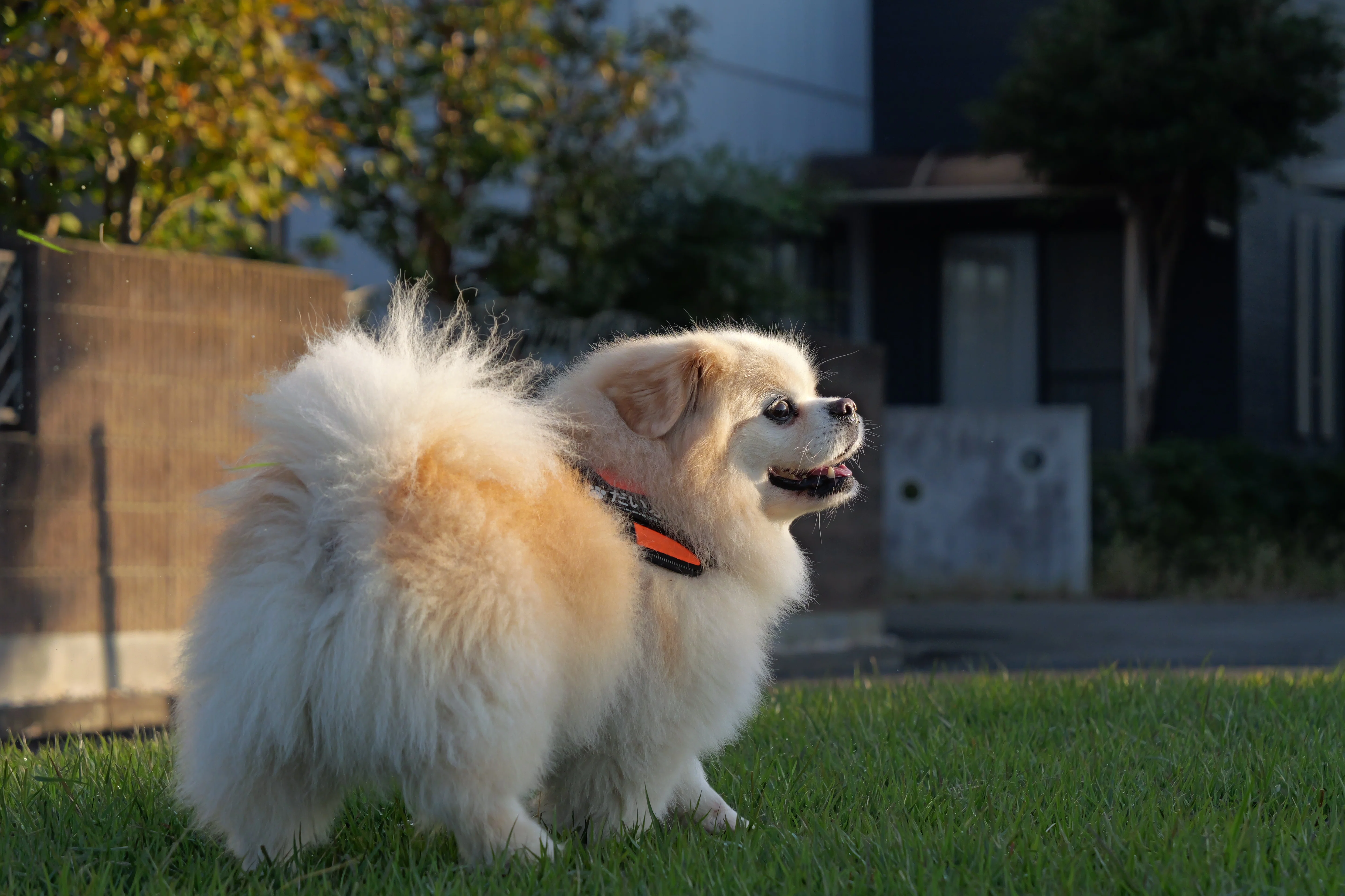 Portrait No. 2 (G9PROII + LEICA DG 12-60 F2.8-4.0)｜h_栗林