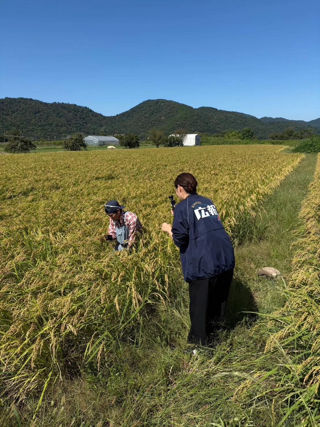 After the Rice Harvest, My First Event Management Experience. Feeling ...