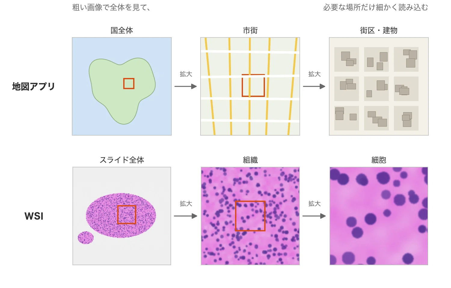What is Digital Pathology? First, Understanding the Contents of 'WSI ...