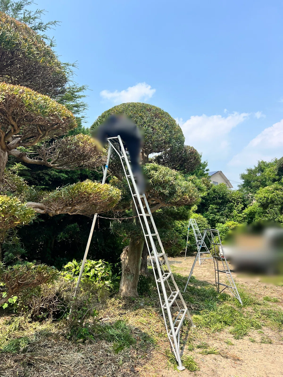 How to Stabilize Your Work on a Ladder｜へっぽこ庭師