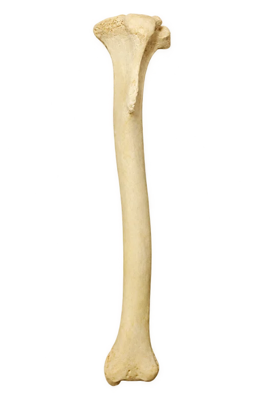 Crural bones｜中牟田信明