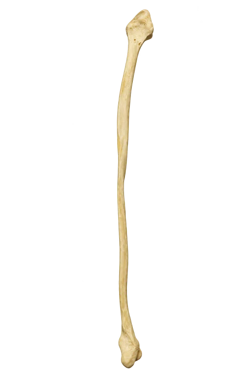 Crural bones｜中牟田信明