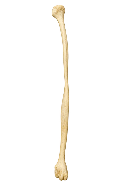 Crural bones｜中牟田信明