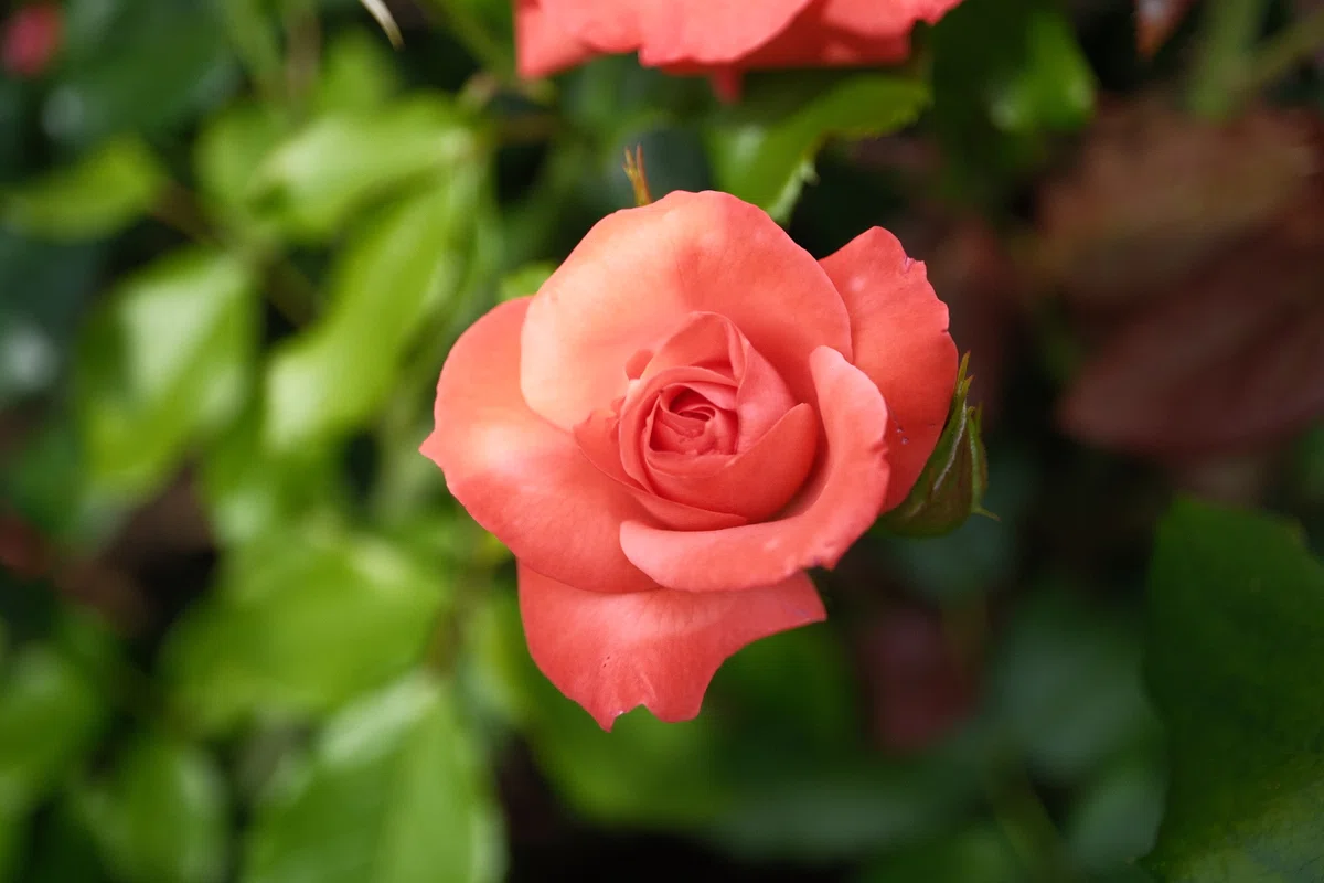 Orange Roses On Riverside 📷X-T30III × 🌹Nakanoshima Rose Garden | 🇮🇪Orange Silk|ぱぽにゃん🌹🌳
