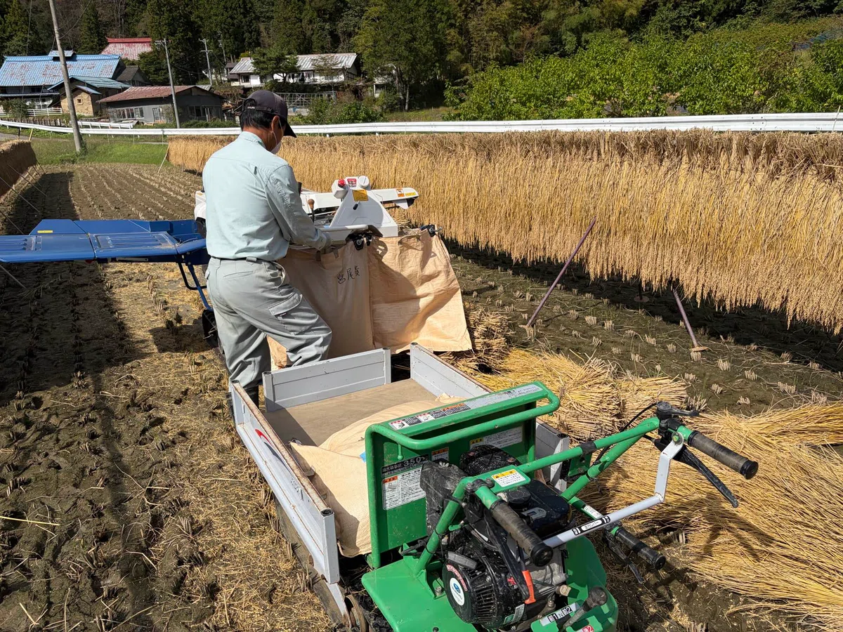 [2026 Rice Farming Diary 12] Threshing! The rice finally makes its ...