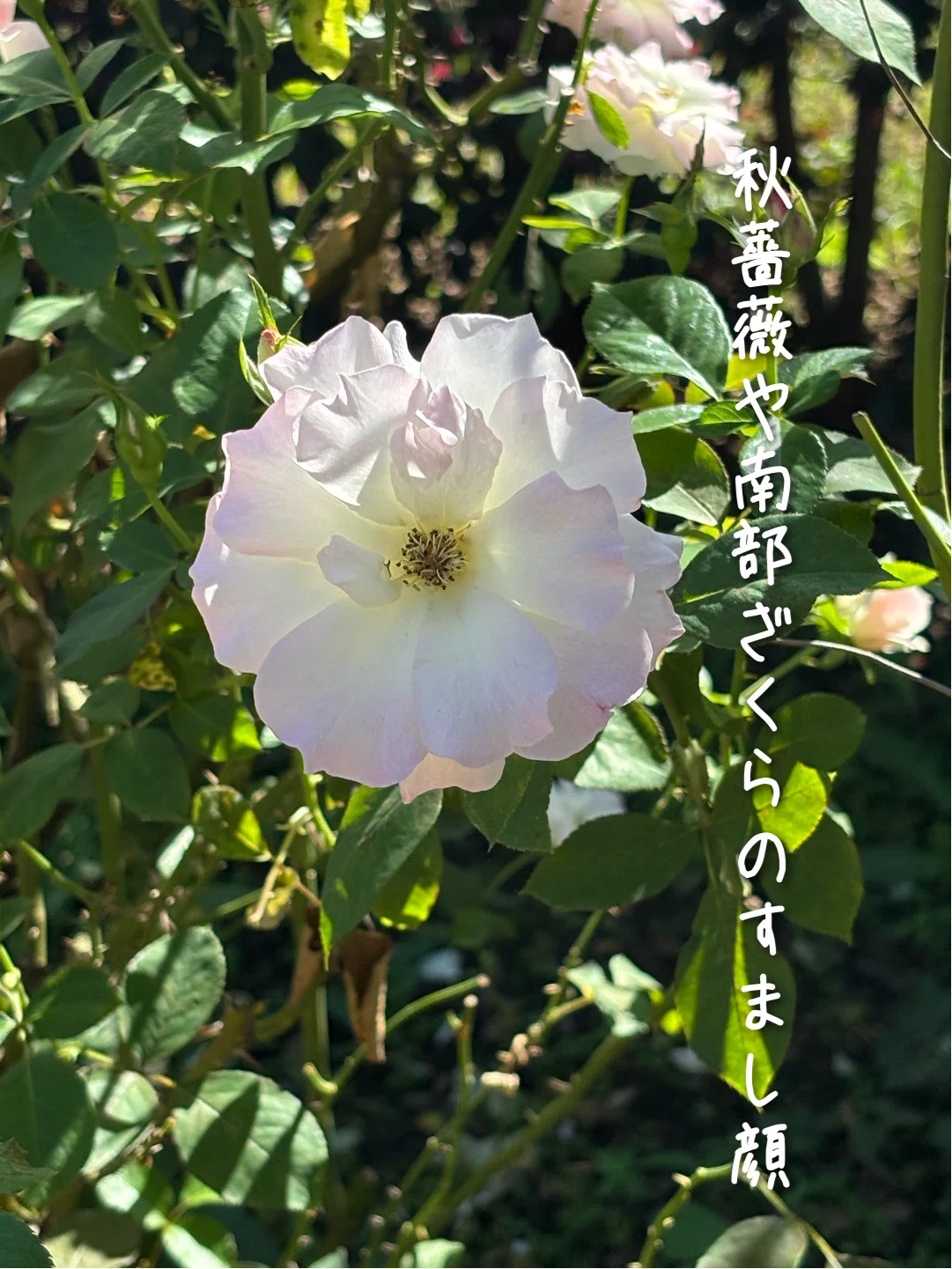 Four-Part Autumn Rose Haiku Series | Abracadabra Velvet in Autumn Roses ...