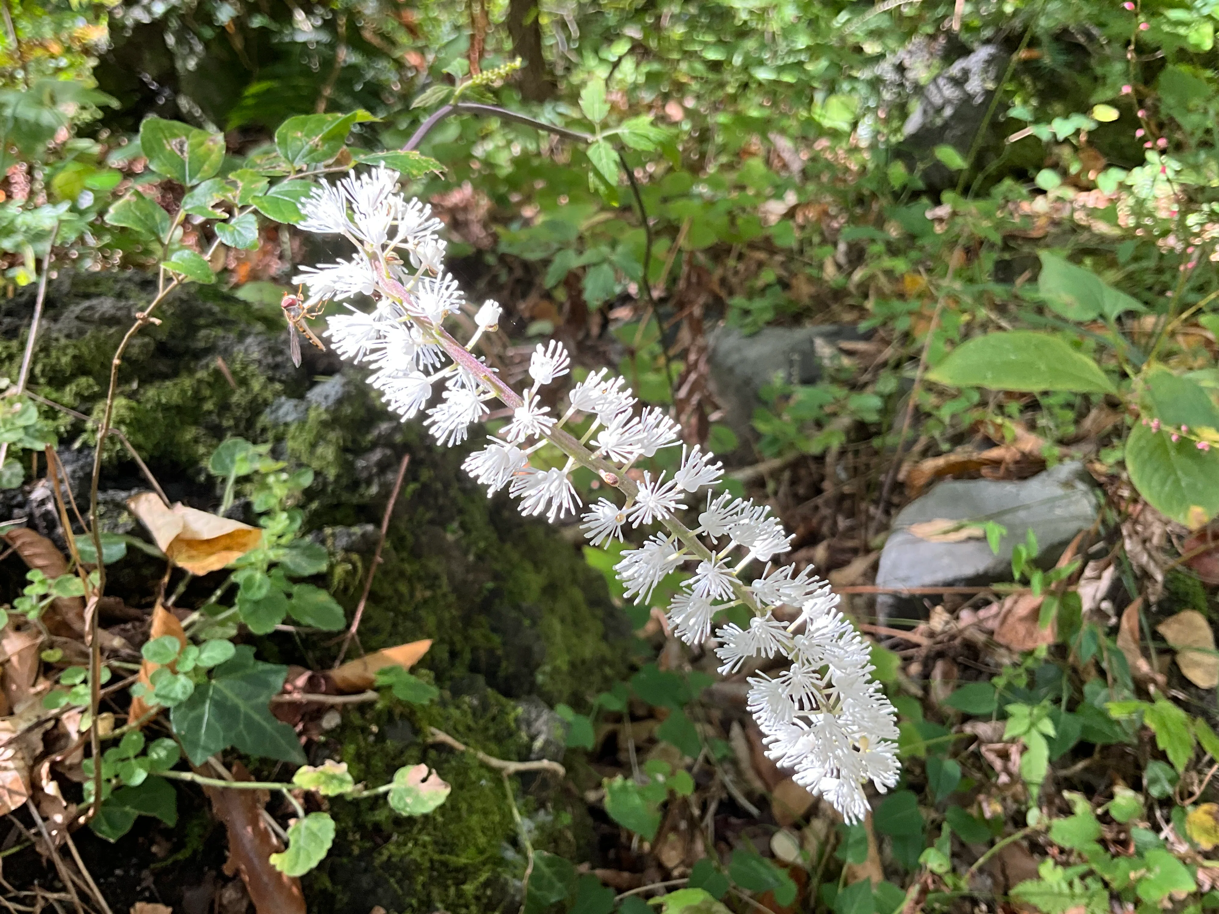 サラシナショウマ（京都府立植物園）：2026年10月21日（水）｜藤井秀昭