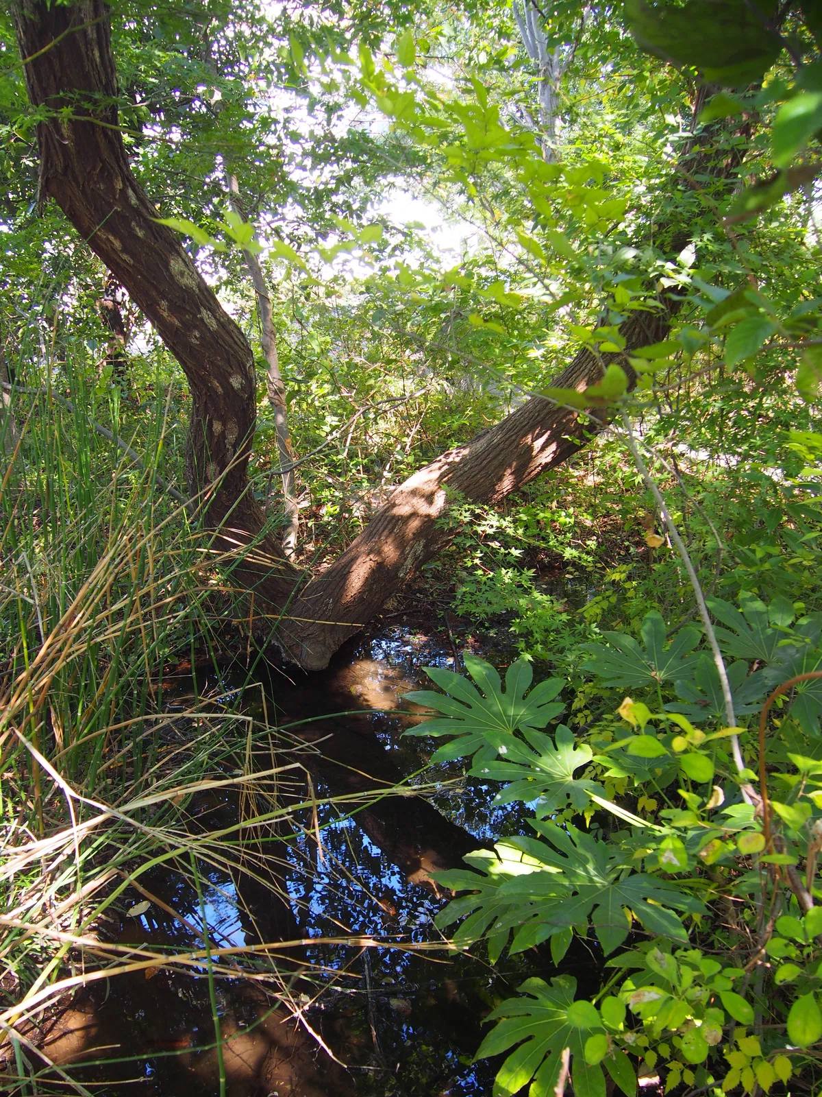 A biotope garden where you can feel the murmuring stream within reach ...