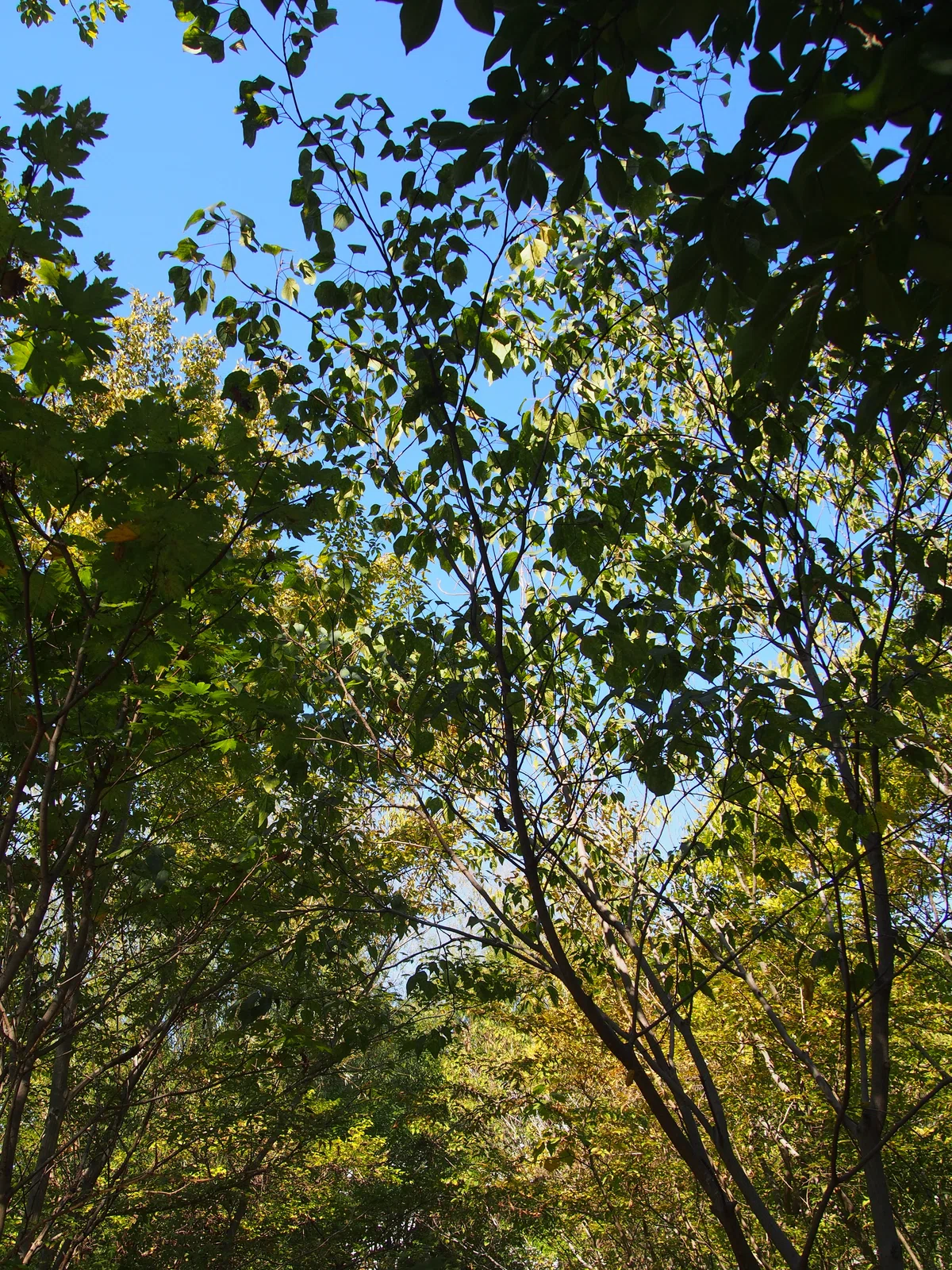 A biotope garden where you can feel the murmuring stream within reach ...