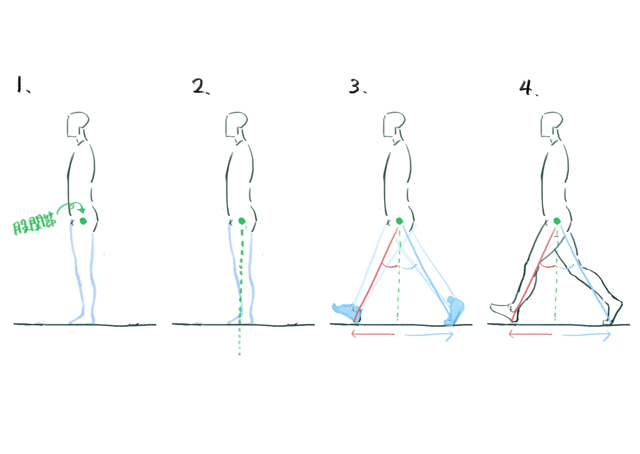 How to Draw Legs That Look Natural in a Walking Pose｜福山真樹（イラストレーター×理学療法士）