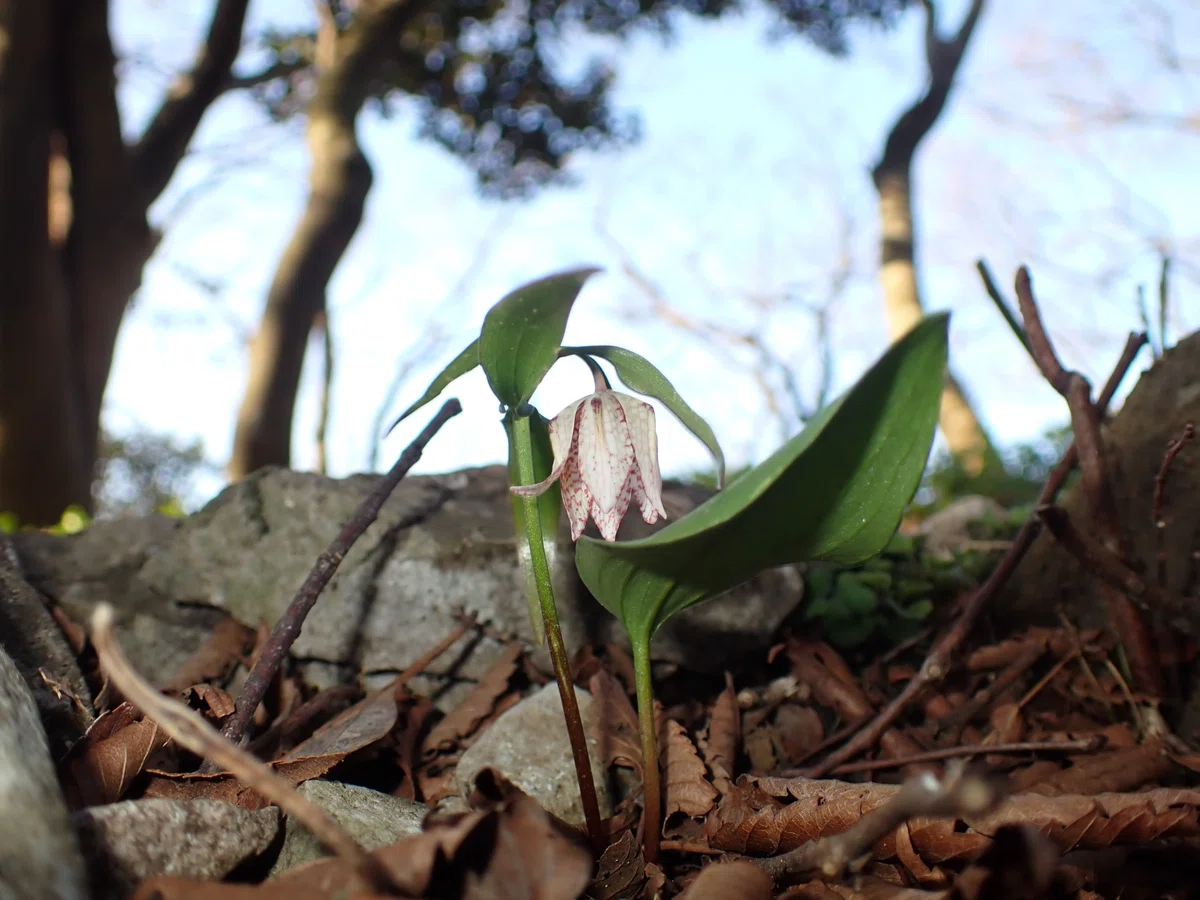 [Suzuka] Mt. Fujiwara - Magota Ridge | Spring flowers, karst, and muddy ...