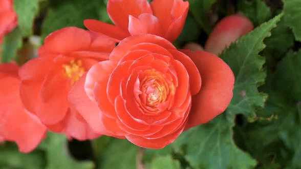 [Flower Encyclopedia] October 18th Birth Flower: 