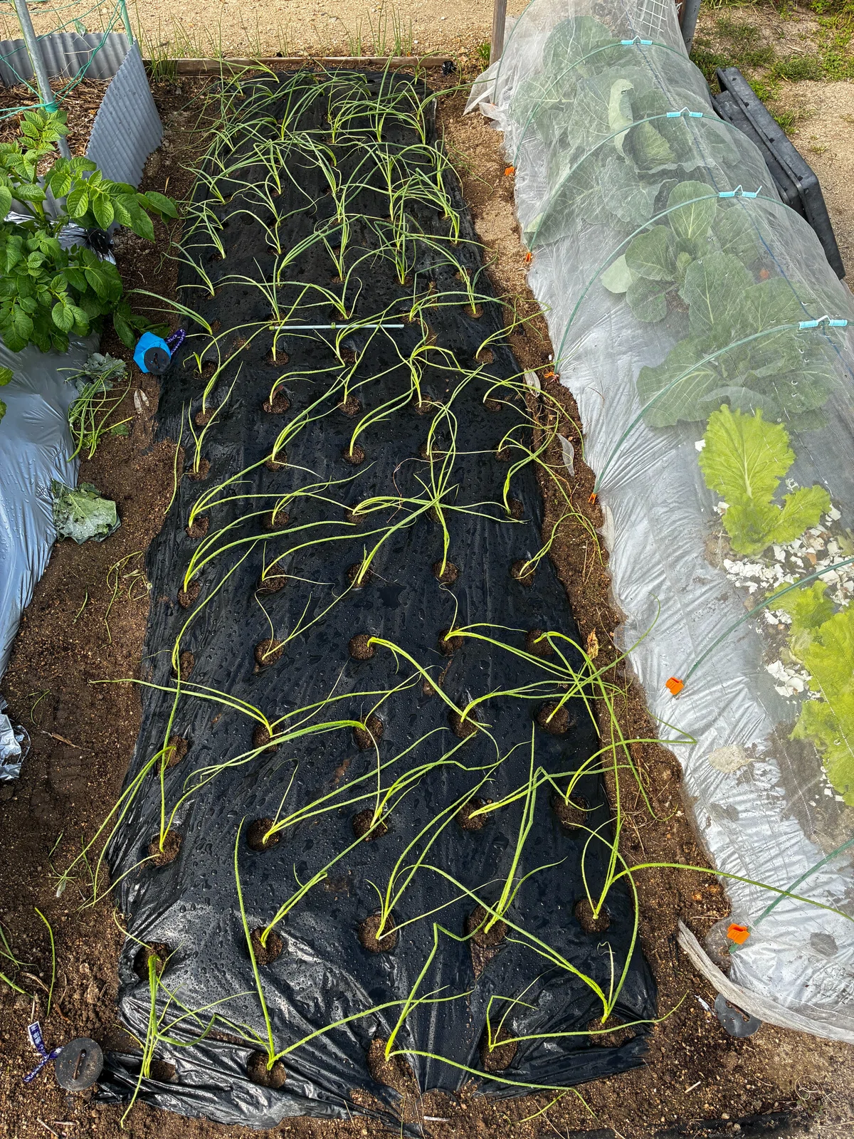 [Vegetable Cultivation Diary] 2026.10.18 Planting Onion Seedlings｜tom