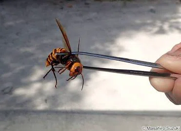 [Natural Science Encyclopedia] Warning! 5 'Highly Aggressive and ...