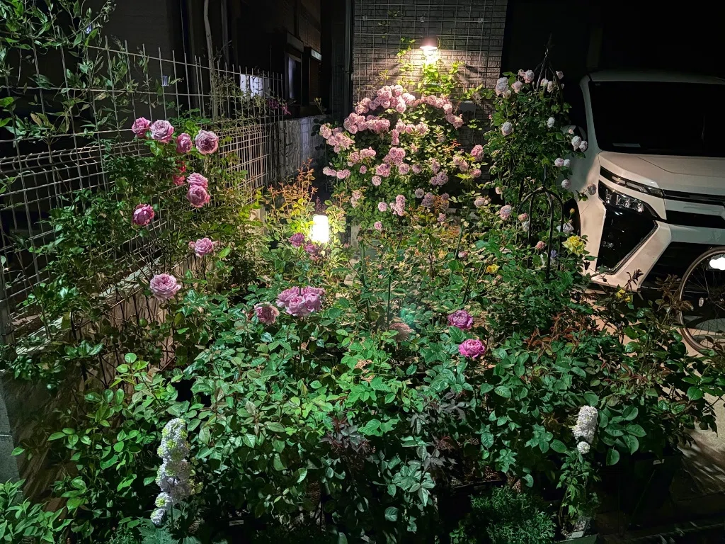 [Self-Introduction] Starting a realistic record of growing 45 rose ...