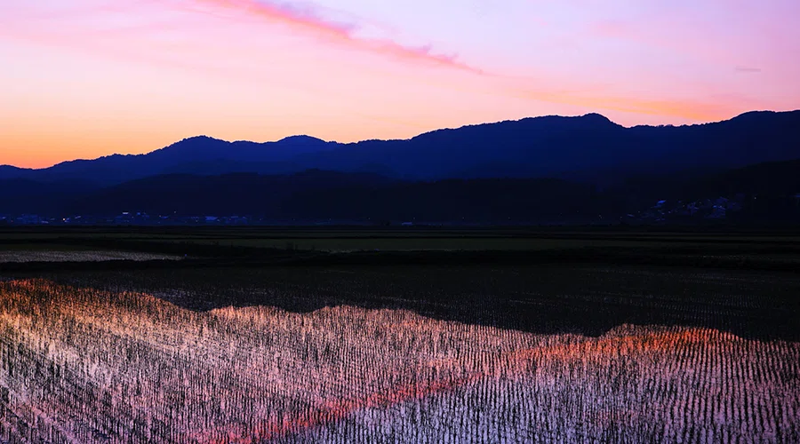 Yellow River Rice Column | The Colors of That Day|株式会社ヘルメス