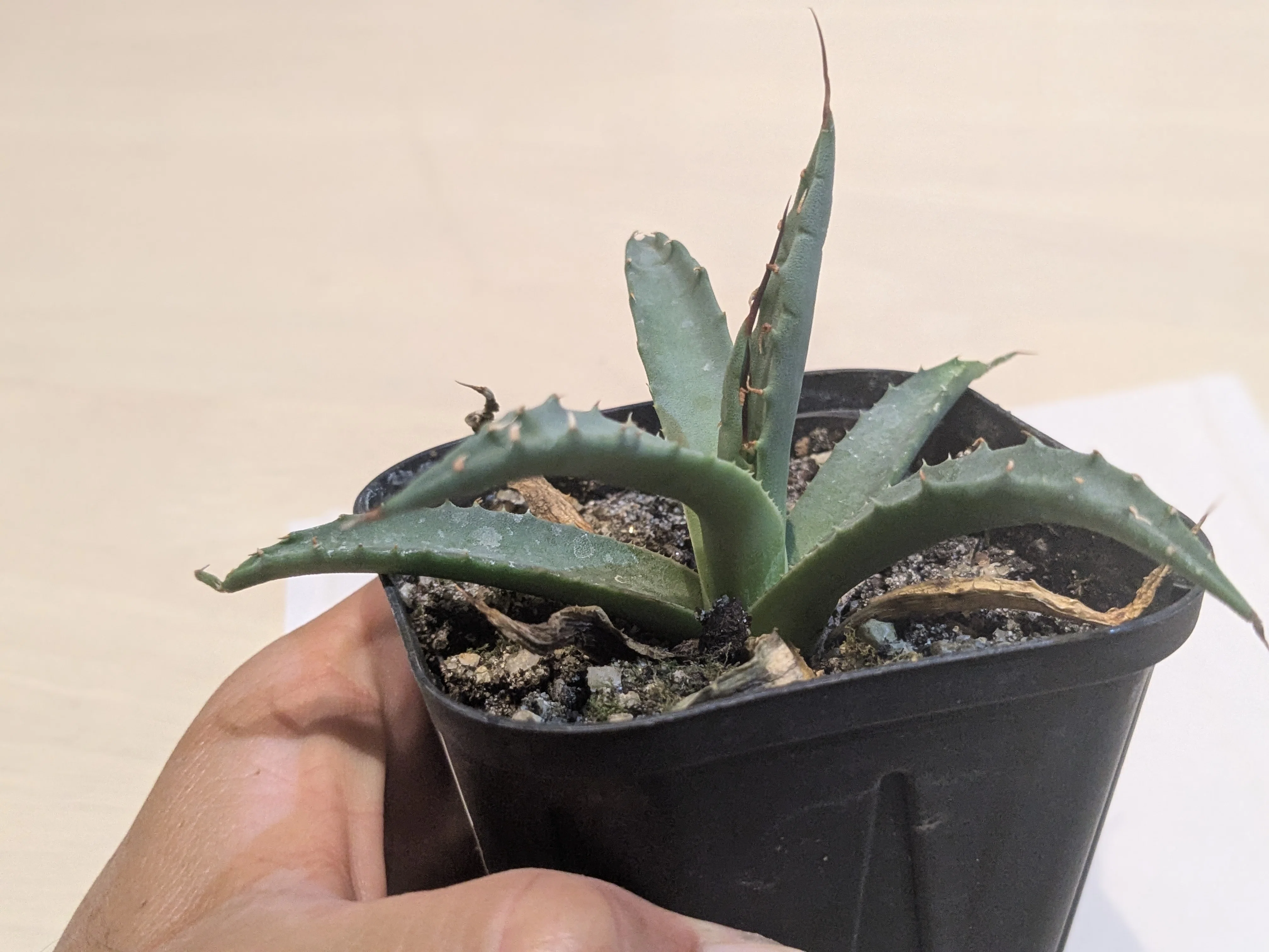 エボリスピナを買ってみた🌱｜島風プランツ＠zen（ゼン）