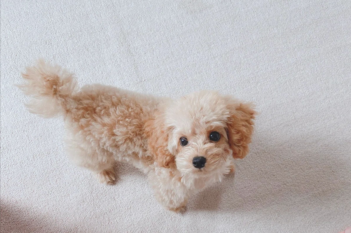 [My Dog's Record] My beloved pet is now a LINE sticker!｜Luna
